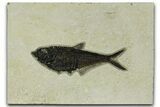 Detailed Fossil Fish (Diplomystus) - Wyoming #328080-1